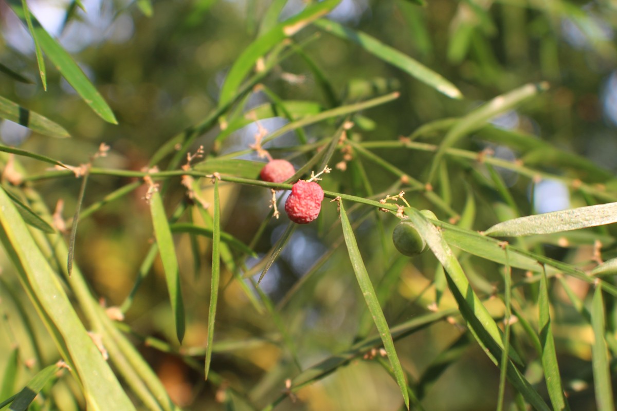 Asparagus falcatus L.